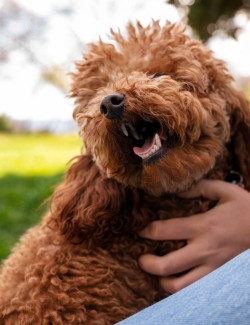 DRGREEN DERMAGREEN SOL. ORAL 120ML