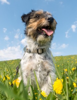 DRGREEN DIGESTOGREEN SOL. ORAL 50ML