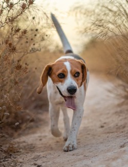 DRGREEN RENALGREEN 48 COMP.