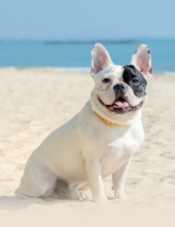 STANGEST HELIOVET SPRAY SOLAR SPF50 80ML