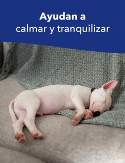 SERENEX RECAMBIO CANINO 40ML