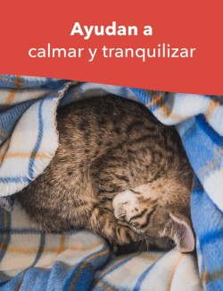 SERENEX RECAMBIO FELINO 40ML