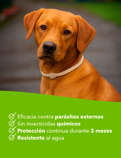 STANGEST STANVET COLLAR LIFE PERRO