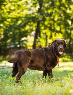 DRGREEN FUNGOGREEN CORIOLUS VERSICOLOR 85G