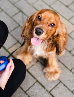 DRGREEN ARTEMIGREEN 30 COMP.