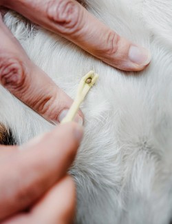 HUNTER GANCHO PARA GARRAPATAS PLASTICO