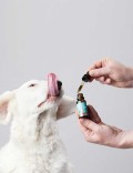 Candidtails aceite de cañamo con CBD para perros medidanos