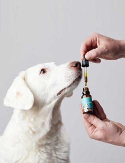 Candidtails aceite de cañamo con CBD para perros medidanos