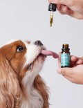 Candidtials aceite de cañamo con CBD para perros pequeños