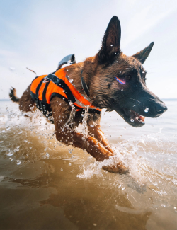 NON-STOP DOGWEAR SAFE LIFE JACKET NARANJA