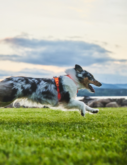 NON-STOP DOGWEAR LINE HARNESS 5.0 NARANJA