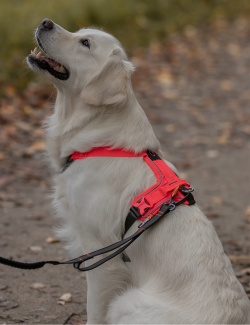 NON-STOP DOGWEAR RAMBLE HARNESS NEGRO/ROSA