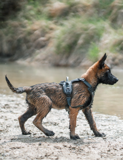 NON-STOP DOGWEAR RAMBLE HARNESS VERDE