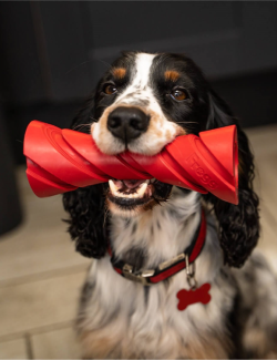 Frogg Dumbbell Juguete Mordedor para perros
