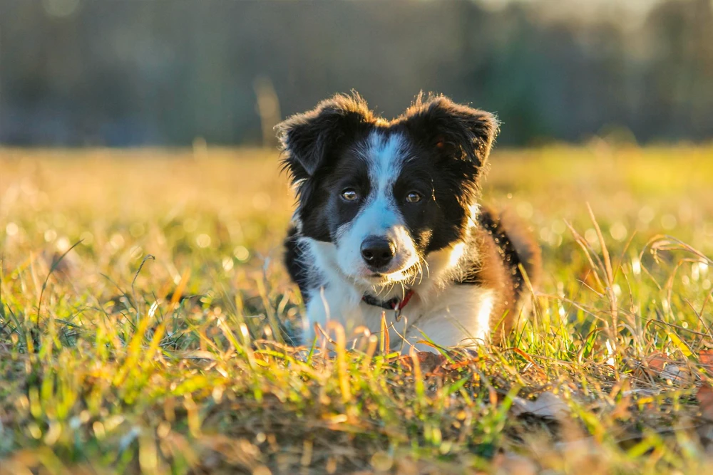 Border_collie_cachorro_1.webp