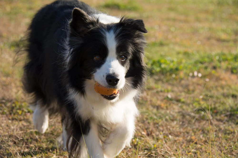 Border_collie_cachorro_2.webp