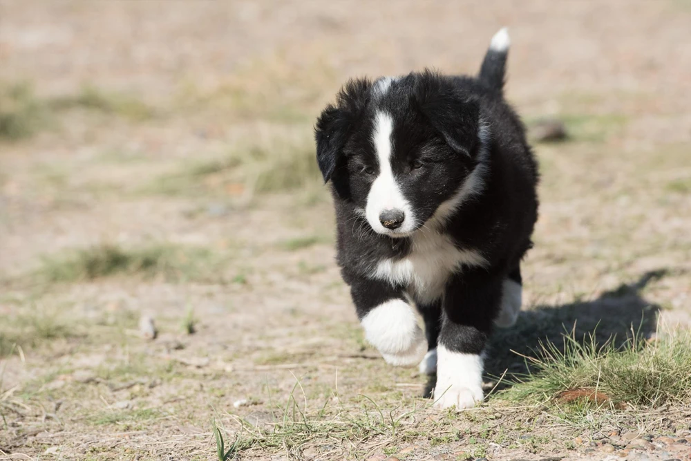 Border_collie_cachorro_3.webp