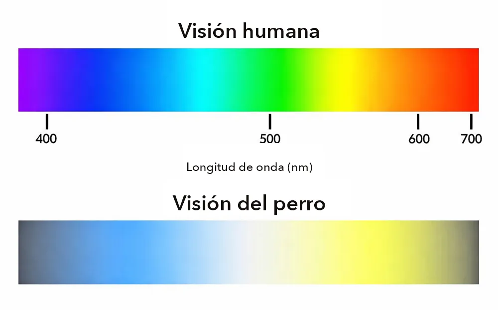 Visio%CC%81n_perros.webp