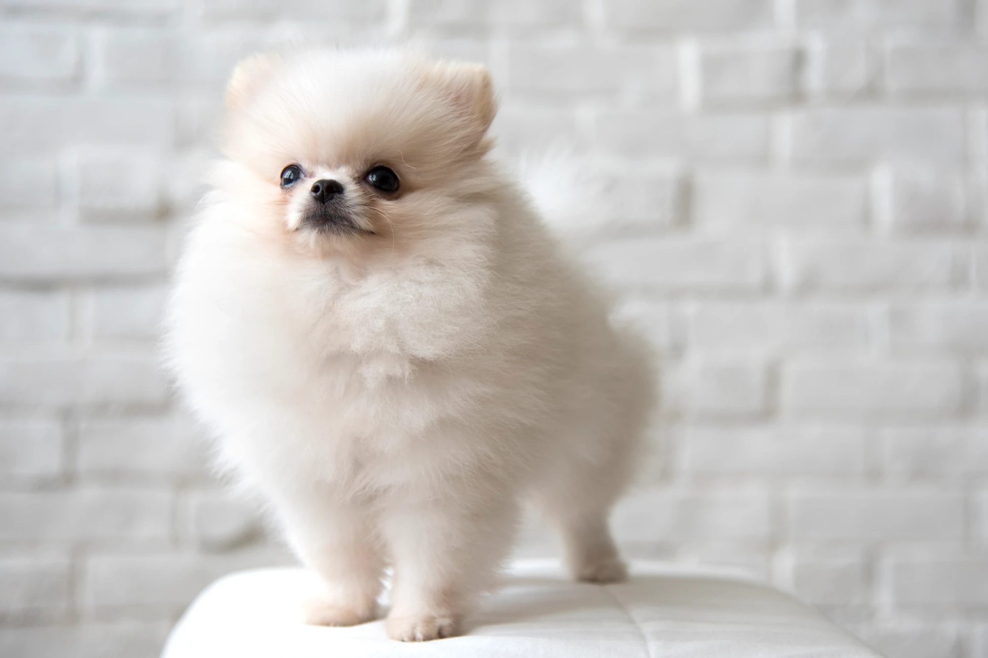 Cachorro%20de%20Pomerania%20.webp