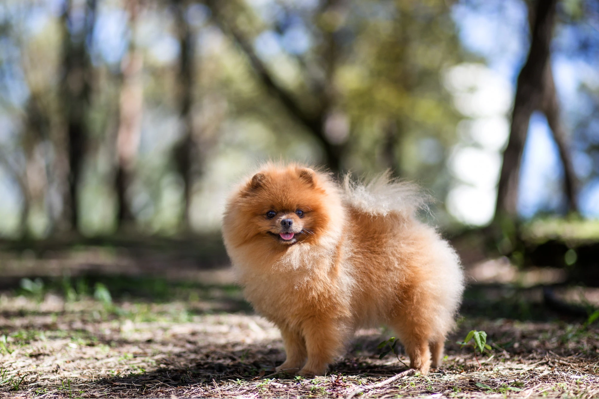 Pomerania.webp