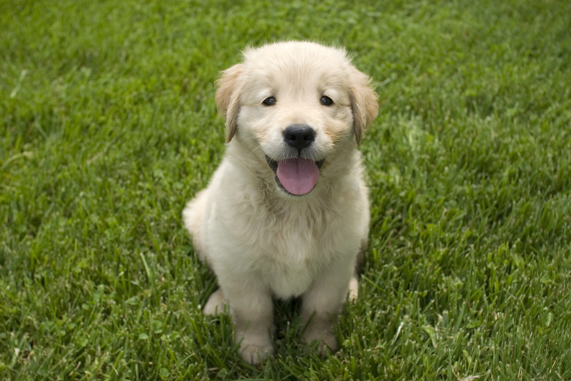 cuidar%20cachorro%20Golden%20Retriever.webp